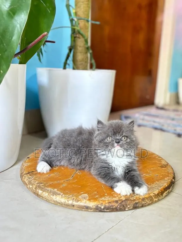 1-3 months Male Purebred Persian · Photo 1