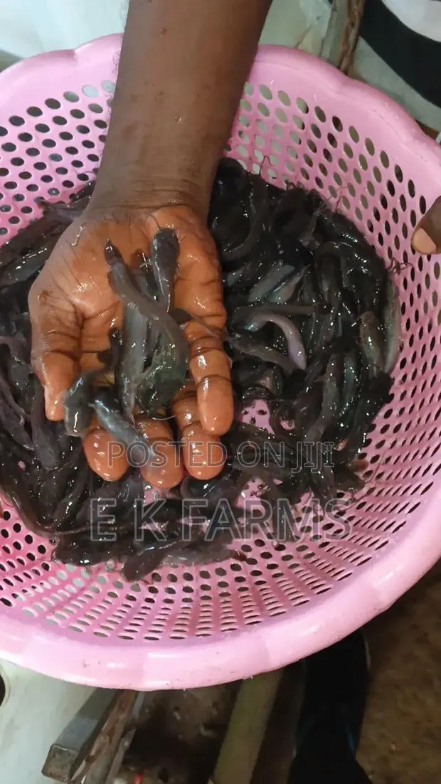 Catfish Juveniles and Fingerlings Available in Stock · Photo 2