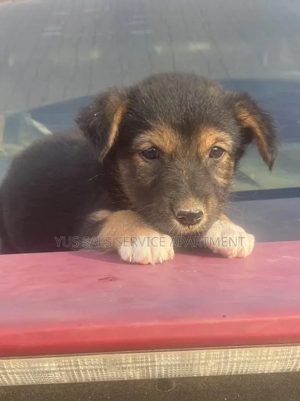 1-3 months Female Mixed Breed German Shepherd · Photo 1