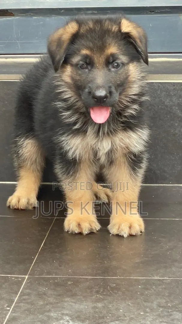 1-3 months Male Purebred German Shepherd · Photo 1