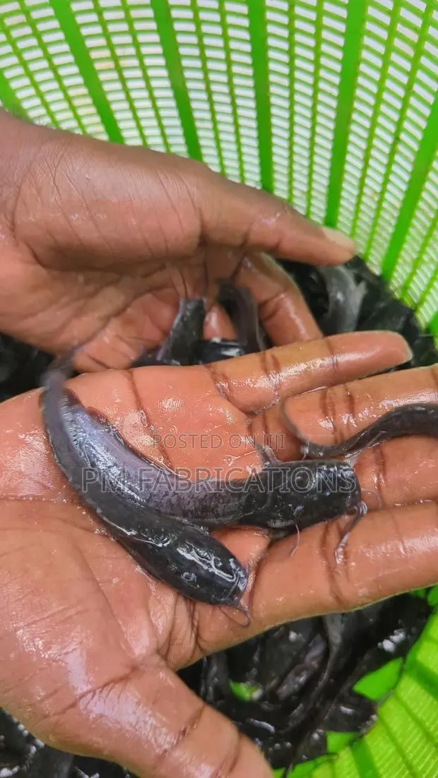 Catfish Jumbos · Photo 1