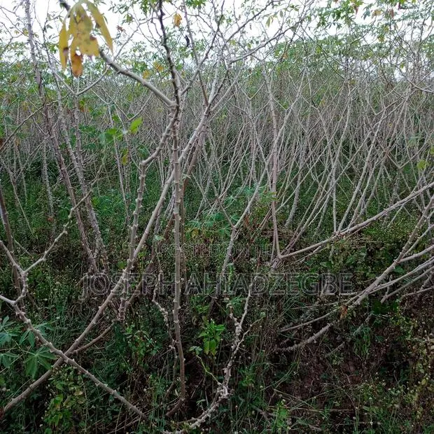 Cassava Stems/Sticks For Sale · Photo 1