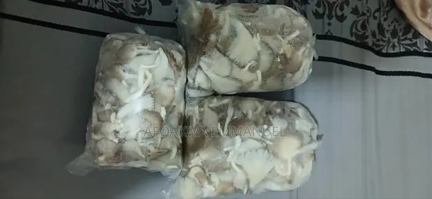 Oyesterday Mushroom · Photo 1