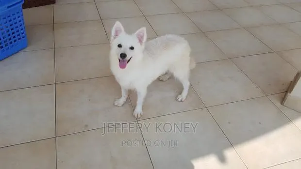 1-3 months Male Purebred American Eskimo · Photo 1
