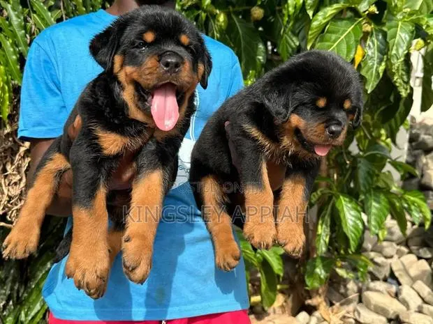 1-3 months Male Purebred Rottweiler · Photo 1