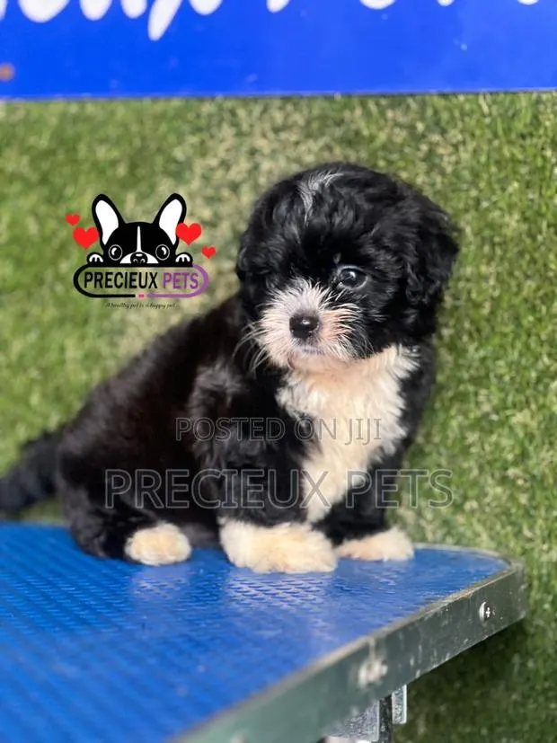 1-3 months Female Purebred Shih Tzu · Photo 1