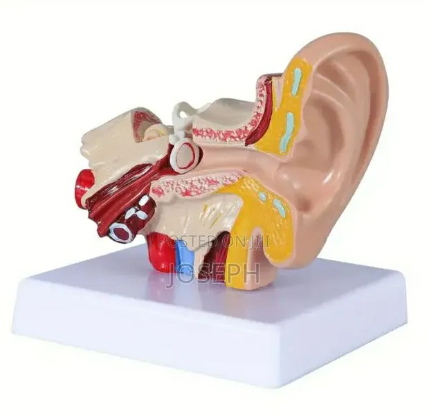 Human Ear Anatomy · Photo 2