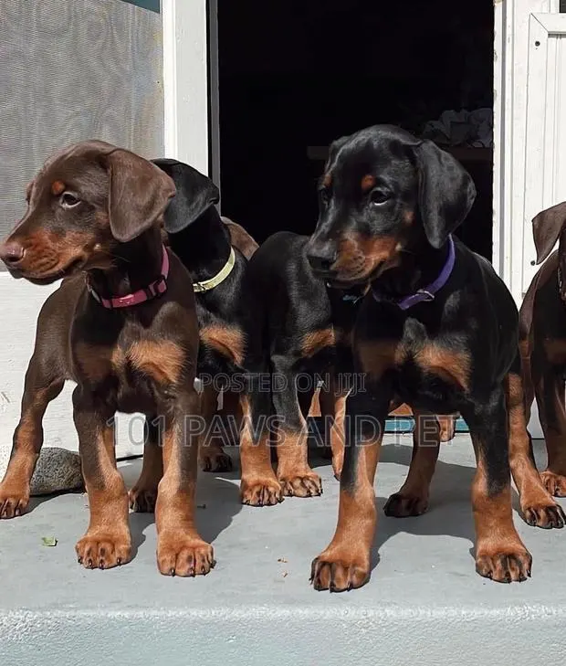 3-6 months Male Purebred Doberman Pinscher · Photo 1