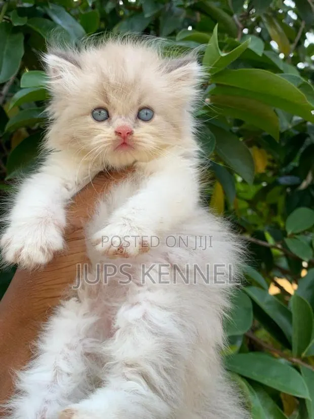 1-3 months Female Purebred Persian · Photo 1