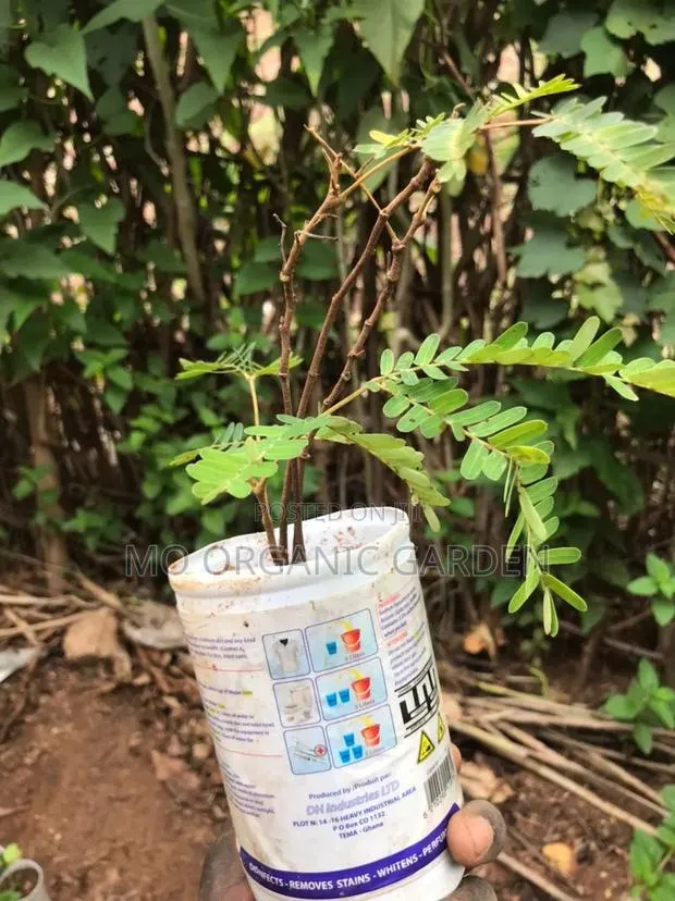 African Locust Bean (Dawadawa)Plant · Photo 3