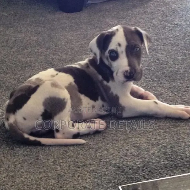 1-3 months Male Purebred Great Dane · Photo 1