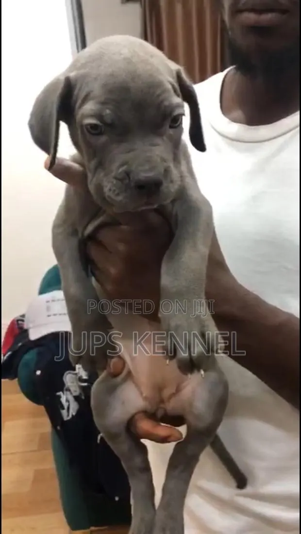 1-3 months Female Purebred Cane Corso · Photo 1
