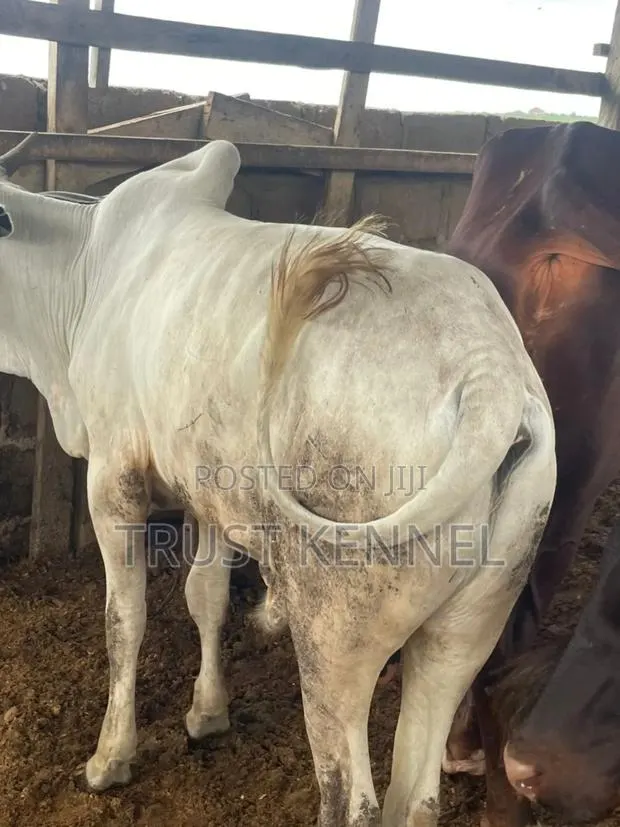 Healthy Cow · Photo 1