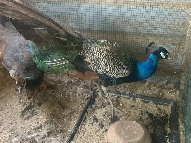 Pair of Peafowl · Photo 3