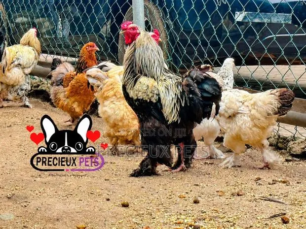 Brahama Chickens · Photo 1