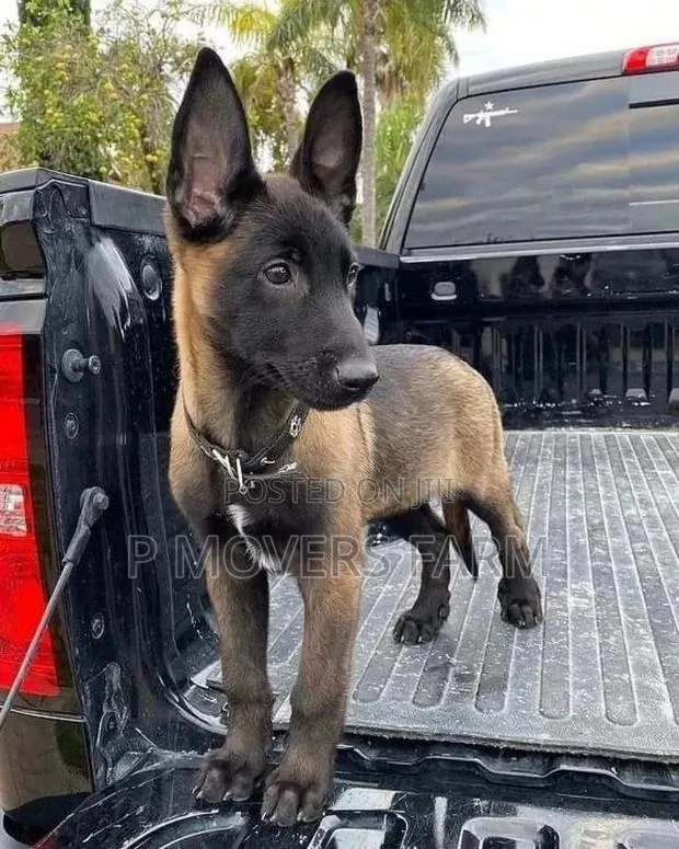 1-3 months Male Purebred Belgian Malinois · Photo 1