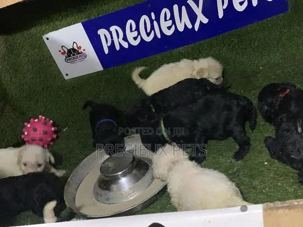 3-6 Months Male Purebred Poodle · Photo 1