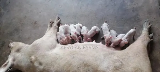 Pigs and Pork · Photo 1