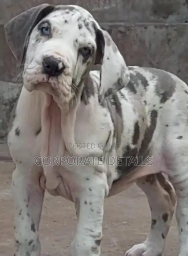 1-3 months Male Purebred Great Dane · Photo 1