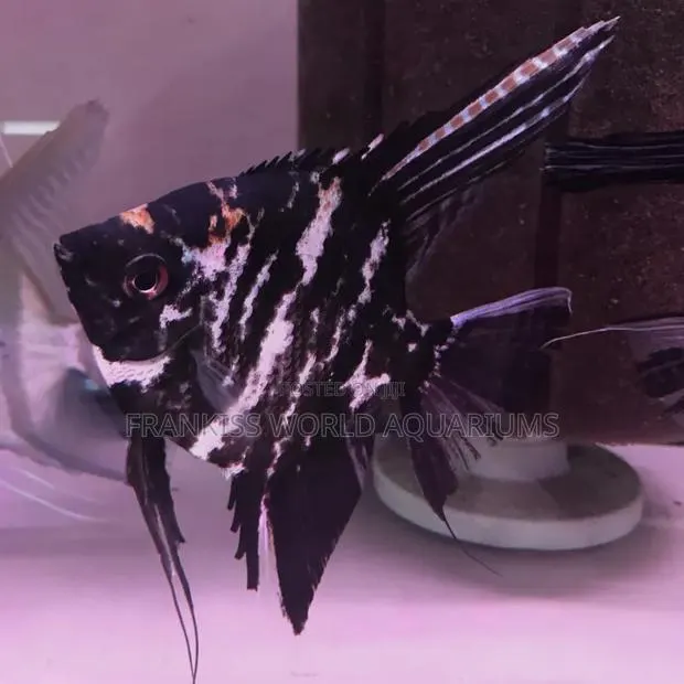 Marble Angel Fish · Photo 1
