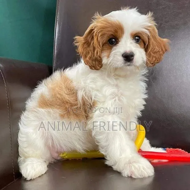 1-3 months Male Purebred Poodle · Photo 1