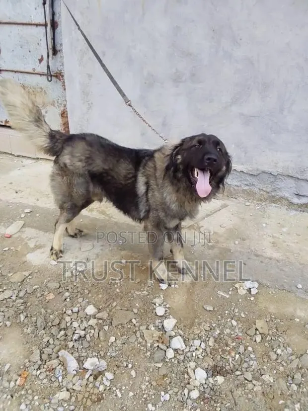 6-12 months Male Purebred Caucasian Shepherd · Photo 1