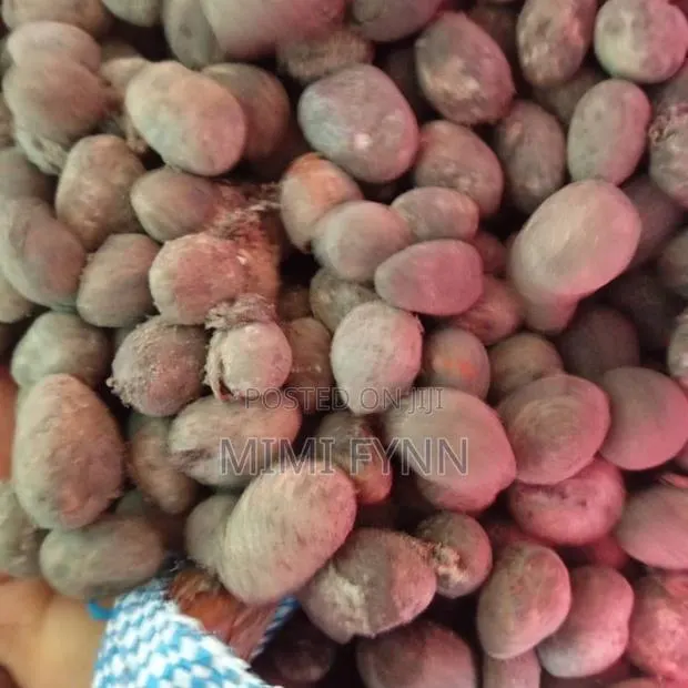 Bulk Dried Shea Nuts · Photo 1