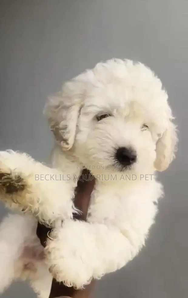 1-3 months Male Purebred Poodle · Photo 1