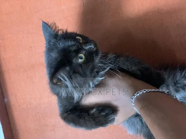 1-3 months Male Purebred Persian · Photo 1