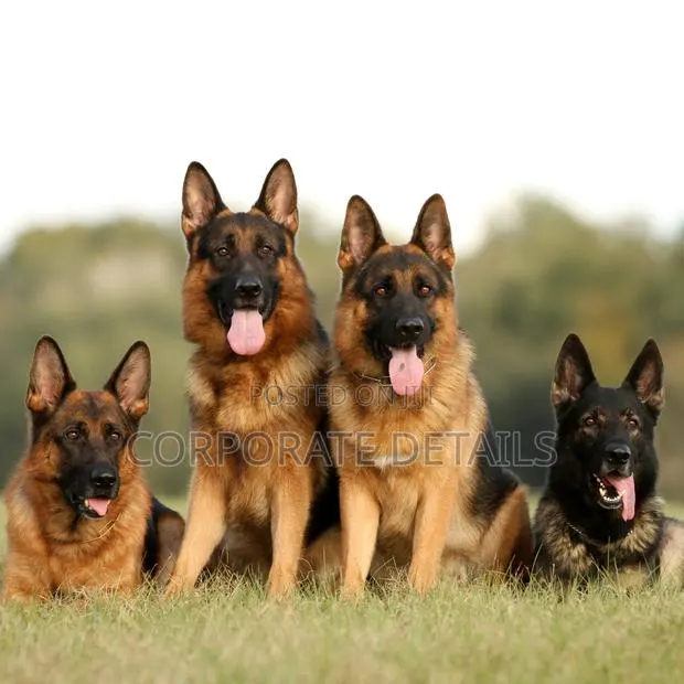 1+ year Male Purebred German Shepherd · Photo 1