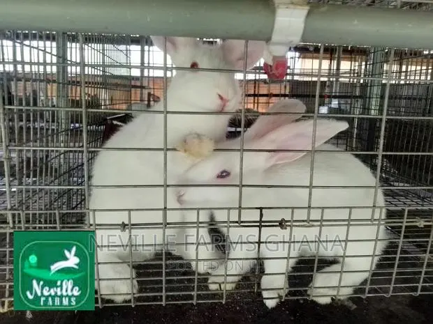 Healthy Rabbit Weaners for Sale · Photo 1