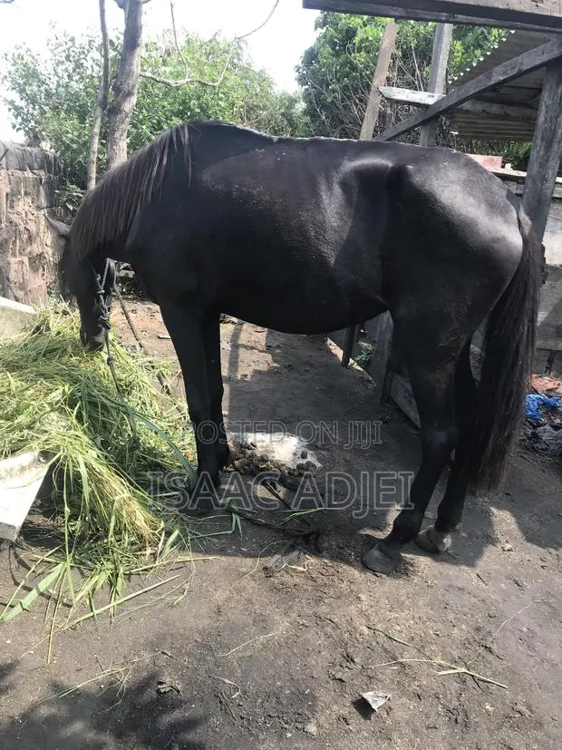Buy and Sell of Horses · Photo 1