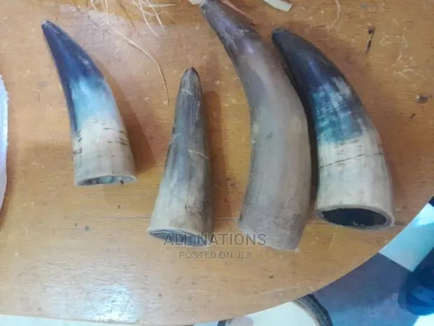 Original Cow Horn · Photo 1