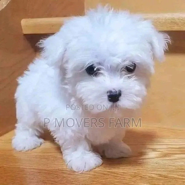 1-3 months Male Purebred Lhasa Apso · Photo 1