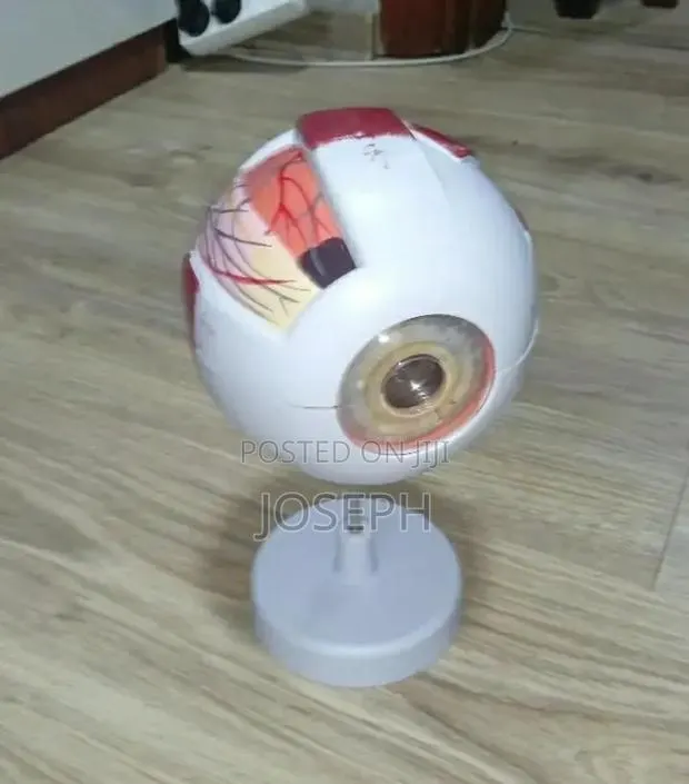 Human Eye Anatomy · Photo 1