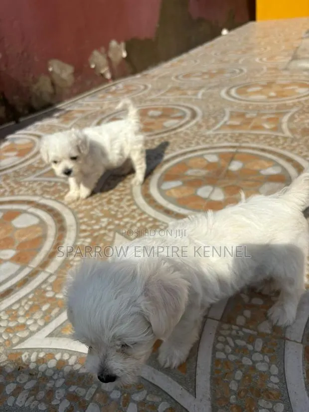 1-3 months Male Purebred Maltipoo · Photo 1