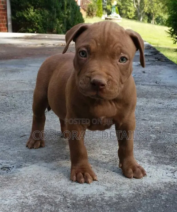 1-3 months Male Purebred American Pit Bull Terrier · Photo 1