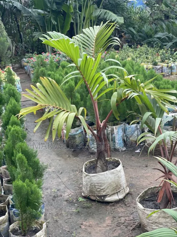 Humble Gardens · Photo 1