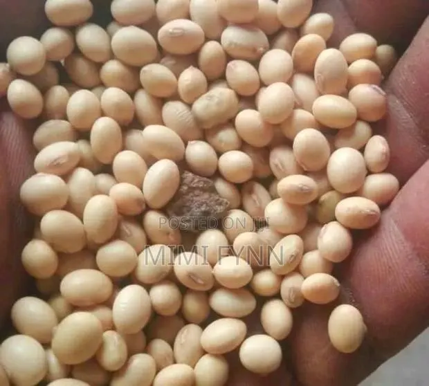 Soya Beans (100kg - 700 Cedis) · Photo 1