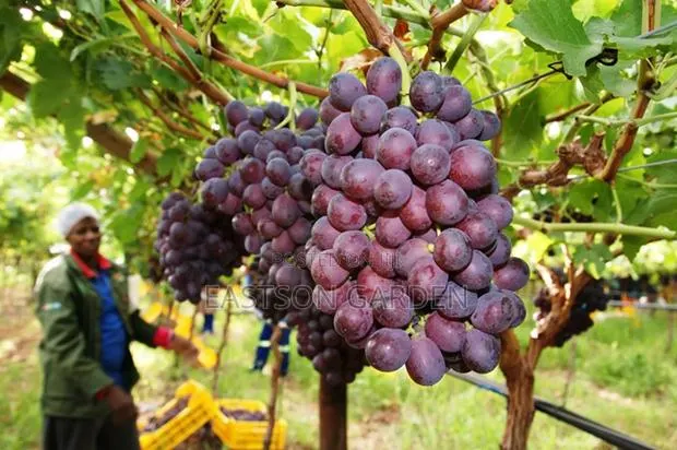 Exotic Grapes Seedlings · Photo 2