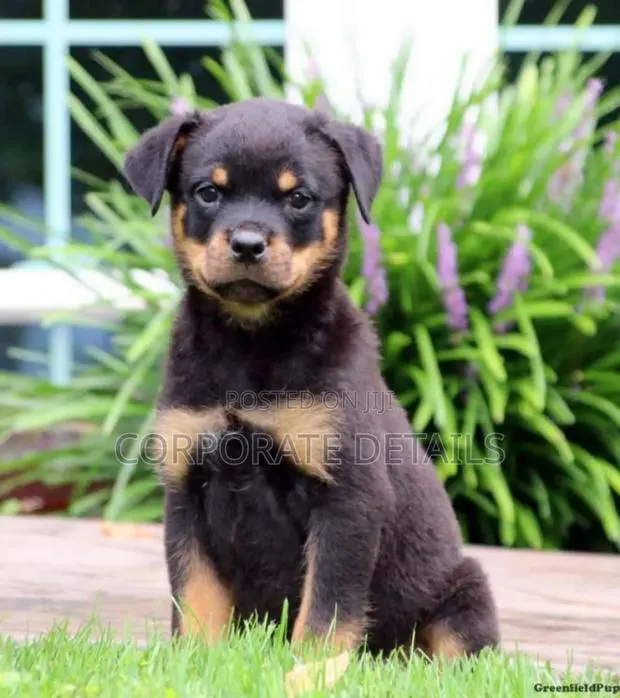1-3 months Male Purebred Rottweiler · Photo 1