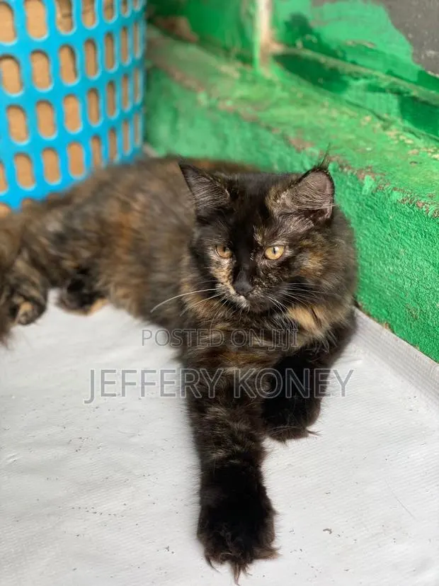 1-3 months Female Purebred Maine Coon · Photo 1