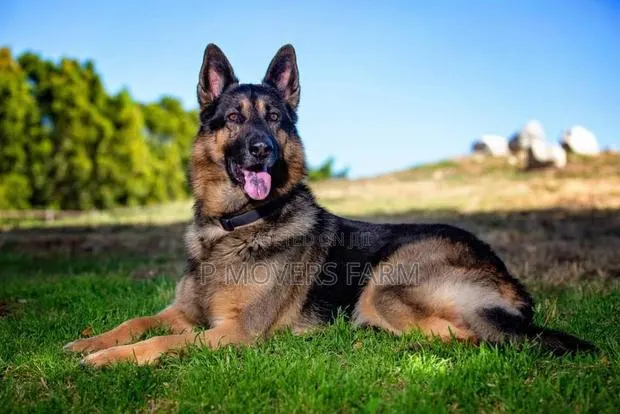 1-3 months Male Purebred German Shepherd · Photo 1