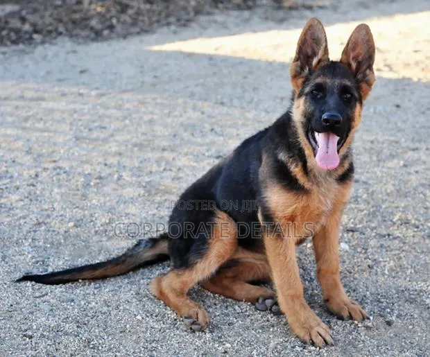 1-3 months Male Purebred German Shepherd · Photo 1