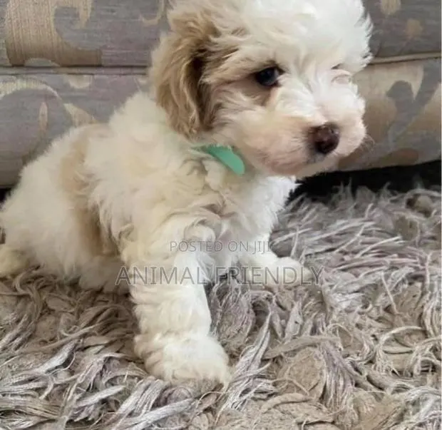 1-3 months Female Purebred Poodle · Photo 1