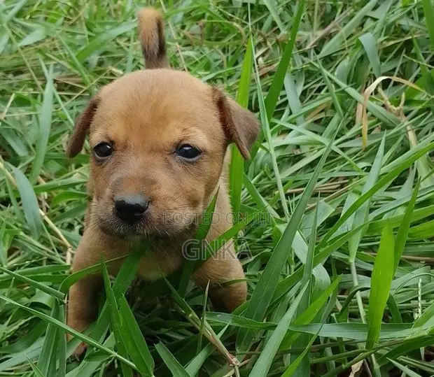 0-1 month Male Mixed Breed German Shepherd · Photo 1