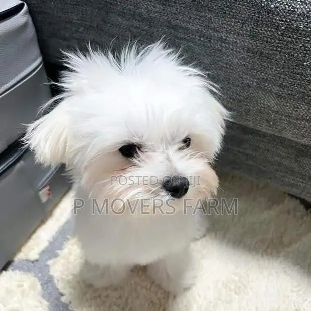 1-3 months Female Purebred Maltese · Photo 1