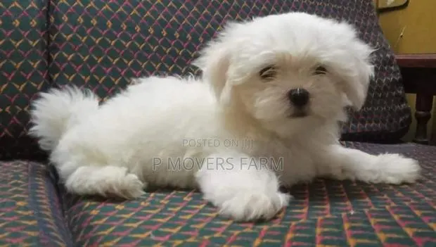 1-3 months Male Purebred Poodle · Photo 1