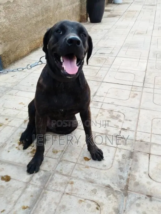 1+ year Male Purebred Boerboel · Photo 1