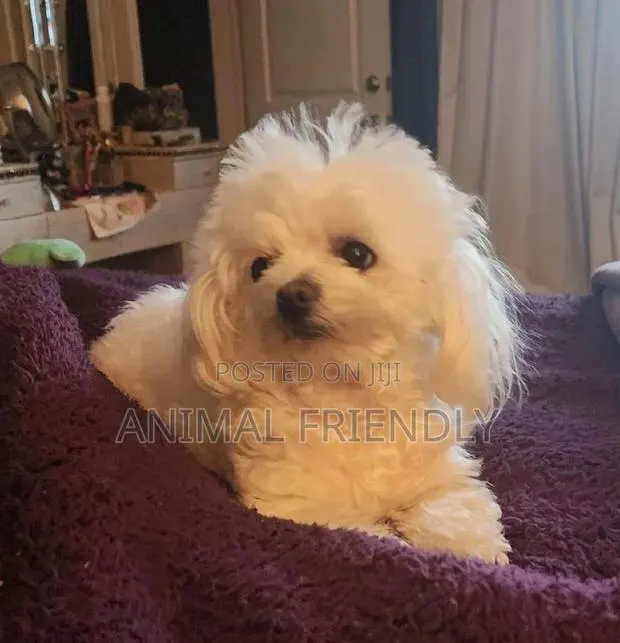1-3 months Female Purebred Maltese · Photo 1
